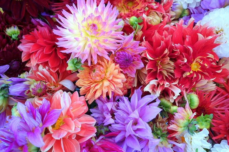 30 Redleaf Dwarf Dahlia Flower Seeds