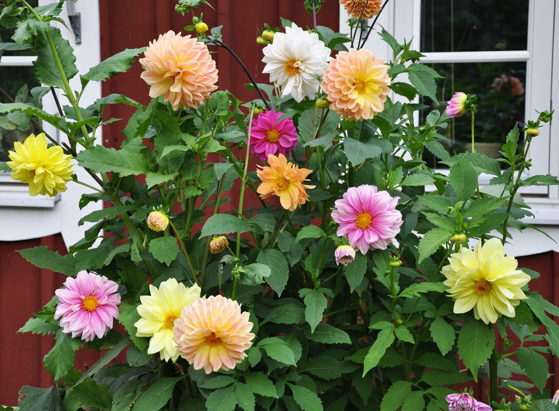dahlia seed mix 30 Dahlia Showtime-Showpiece Flower Seeds