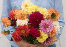Load image into Gallery viewer, 30 Dahlia Showtime-Showpiece Flower Seeds
