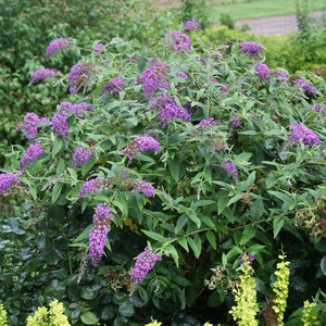 50 Violet Butterfly Bush Flowering Shrub Seeds