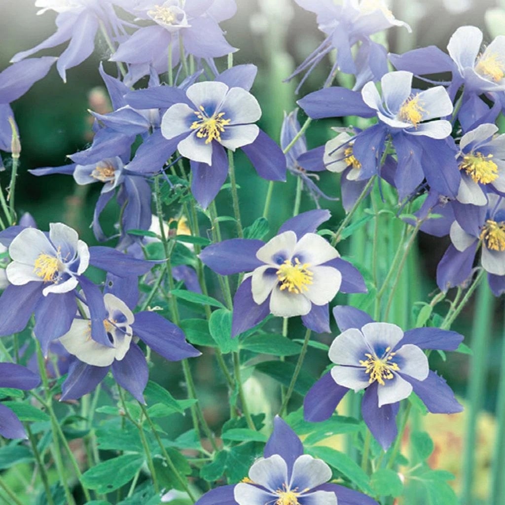 100 Blue Star Columbine Flower Seeds