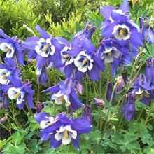 Load image into Gallery viewer, 100 Blue Star Columbine Flower Seeds
