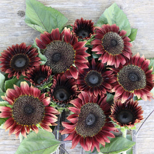 25 Procut Red Sunflower Seeds