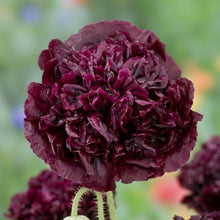 Load image into Gallery viewer, 500 Black Double Peony Poppy Flower Seeds
