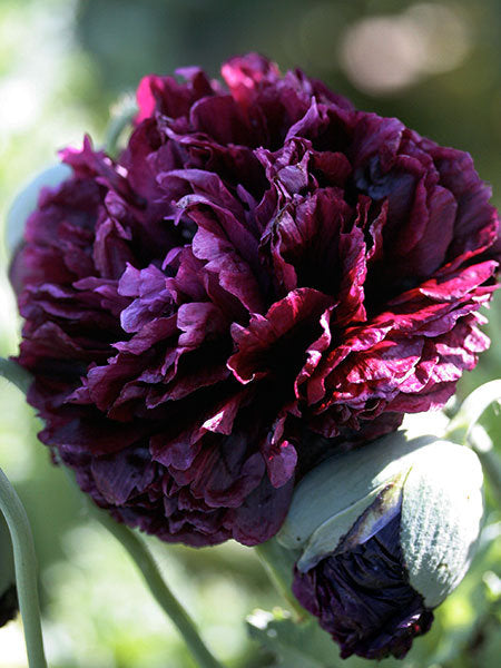 planting peony poppy seeds 300 Black Double Peony Poppy Flower Seeds
