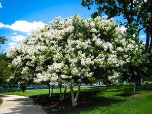 25 White Acoma Crepe Myrtle Tree Seeds