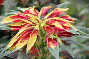 300 Red/Yellow "Perfecta" Amaranthus Flower Seeds