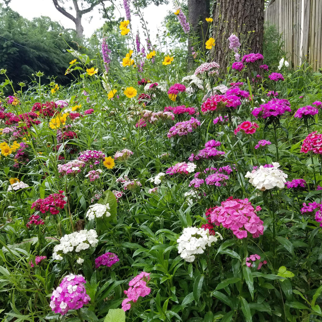 shade loving flower seeds 2000+ Shade Flower Seed Mix – New Hill Farms