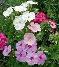 Load image into Gallery viewer, 500+  Drummond Mixed Color Annual Phlox Flower Seeds
