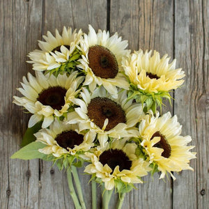 20 Procut White Nite Sunflower Seeds