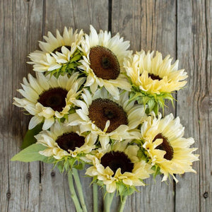 pro cut flower seeds 20 Procut White Nite Sunflower Seeds