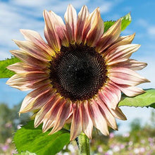 Load image into Gallery viewer, 25 Procut Plum Sunflower Seeds
