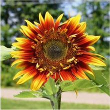 Load image into Gallery viewer, 25 Joker Sunflower Seeds
