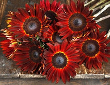 Load image into Gallery viewer, 25 Moulin Rouge Sunflower Seeds
