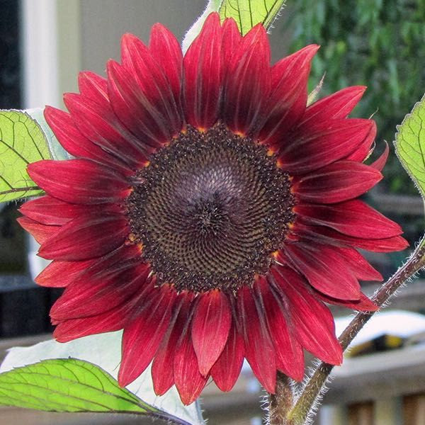 Red Sunflower Plants