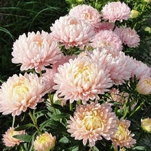 Load image into Gallery viewer, 100 Duchess Peony Apricot Aster Flower Seeds
