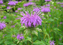 Load image into Gallery viewer, 100 Lavender Heirloom Bee Balm/Monarda Flower Seeds
