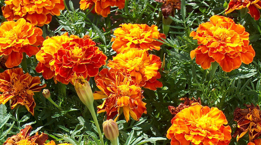 300 Sparky French Marigold Flower Seeds
