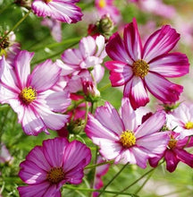Load image into Gallery viewer, 300 Picotee Cosmos Flower Seeds
