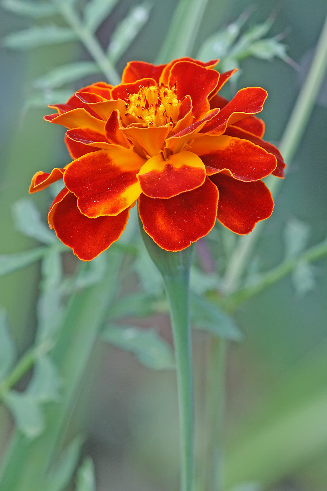 marigold french sparky seeds 300 Sparky French Marigold Flower Seeds