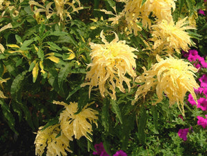 300 Yellow "Tricolor" Amaranthus Flower Seeds