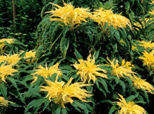 Load image into Gallery viewer, 300 Yellow &quot;Tricolor&quot; Amaranthus Flower Seeds

