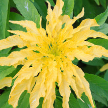 Load image into Gallery viewer, 300 Yellow &quot;Tricolor&quot; Amaranthus Flower Seeds
