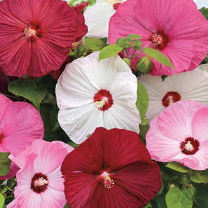 pink hibiscus flower seeds 20 Mixed Color Hibiscus Flowering Shrub Seeds – New Hill Farms