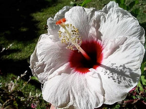 where are the seeds in a hibiscus flower 20 Mixed Color Hibiscus Flowering Shrub Seeds – New Hill Farms