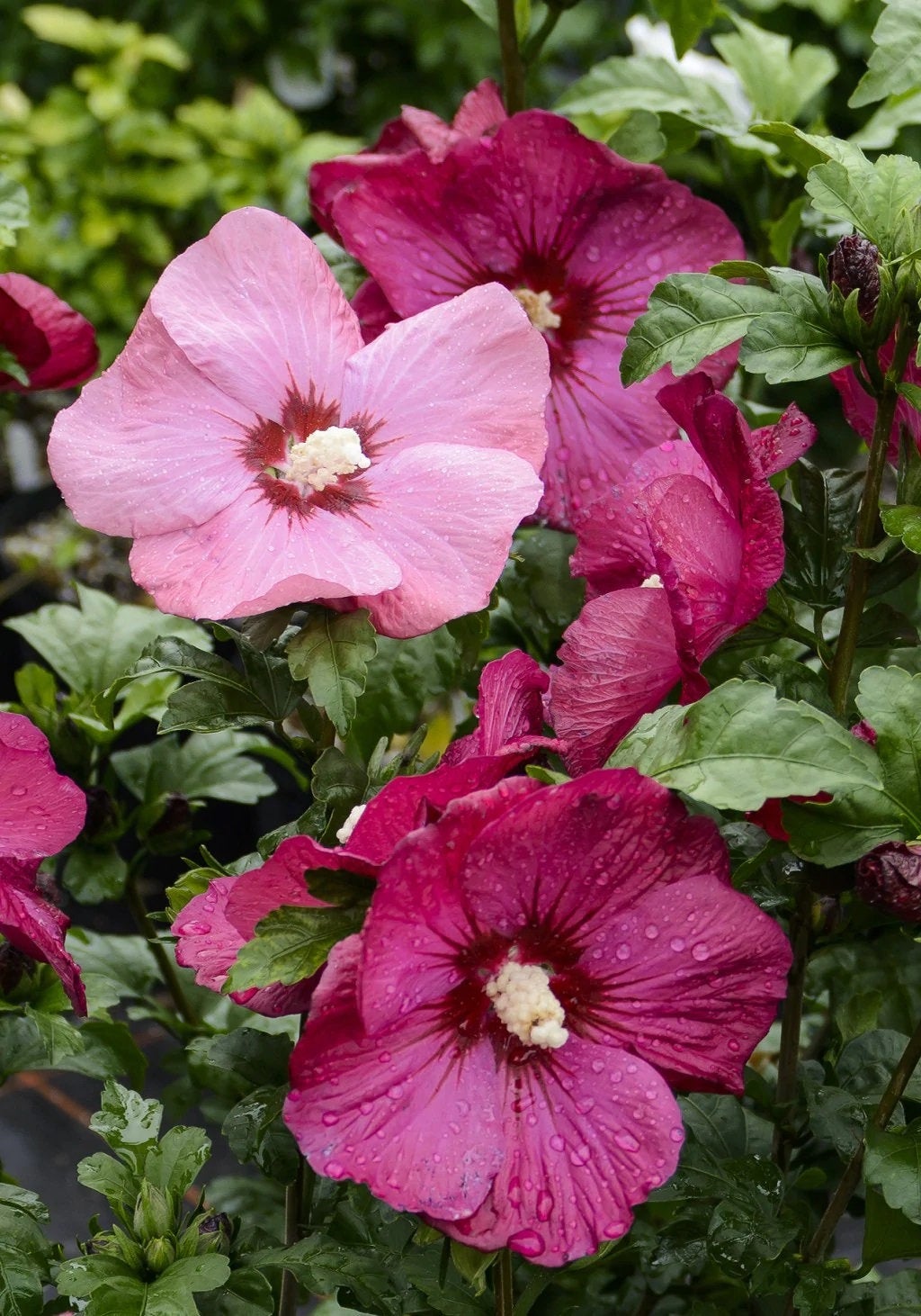 20 hibiscus flower seeds 20 Luna Mixed Color Hibiscus Flowering Shrub Seeds