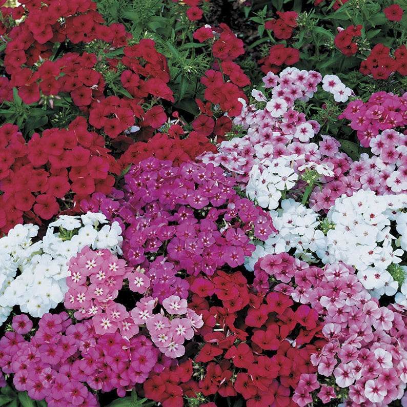 500+  Drummond Mixed Color Annual Phlox Flower Seeds