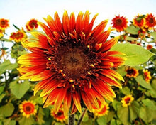 Load image into Gallery viewer, 25 Joker Sunflower Seeds
