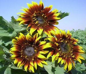 25 Joker Sunflower Seeds