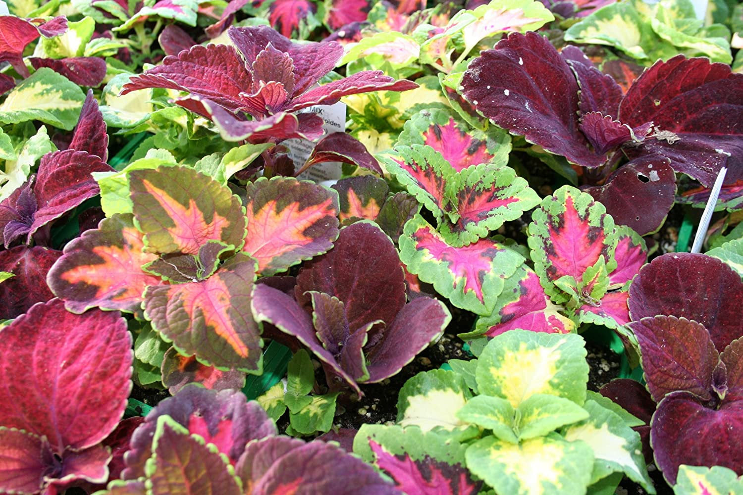 coleus plant seeds online 100 Rainbow Coleus Seeds
