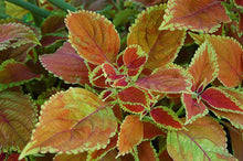 Load image into Gallery viewer, 100 Rainbow Coleus Seeds
