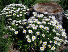 Load image into Gallery viewer, 1000+ Tall Shasta Daisy Flower Seeds
