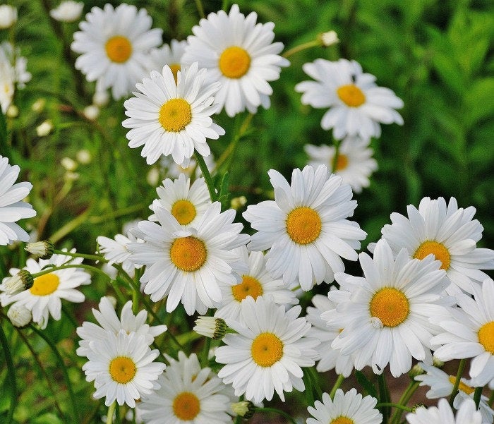 bulk flower seeds Bulk Pack Shasta Daisy Flower Seeds – New Hill Farms