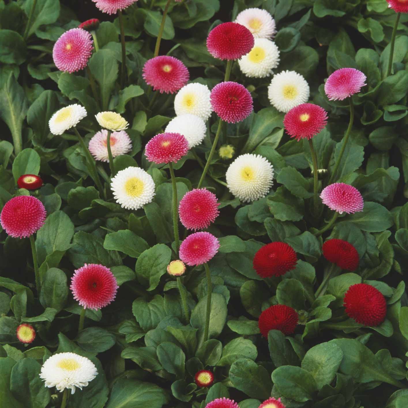 english garden flower seeds 200 English Daisy Flower Seeds, Size: Small