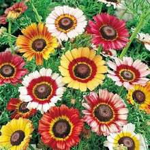 Load image into Gallery viewer, 200 Painted Daisy Flower Seeds
