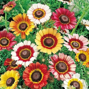 200 Painted Daisy Flower Seeds