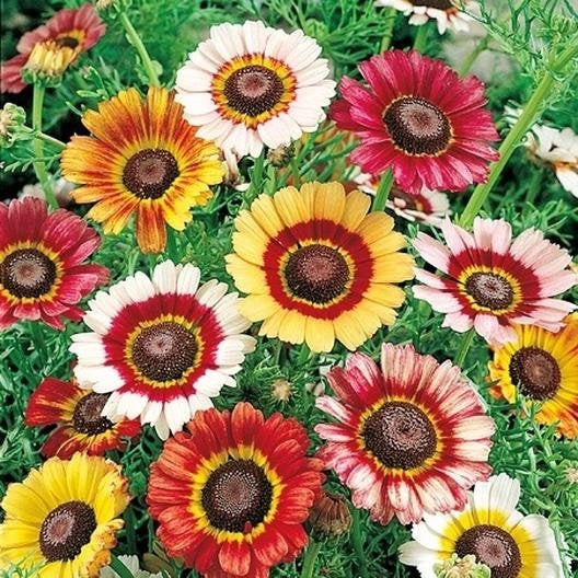 200 Painted Daisy Flower Seeds