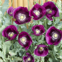 Load image into Gallery viewer, 500 Lauren&#39;s Grape Poppy Flower Seeds

