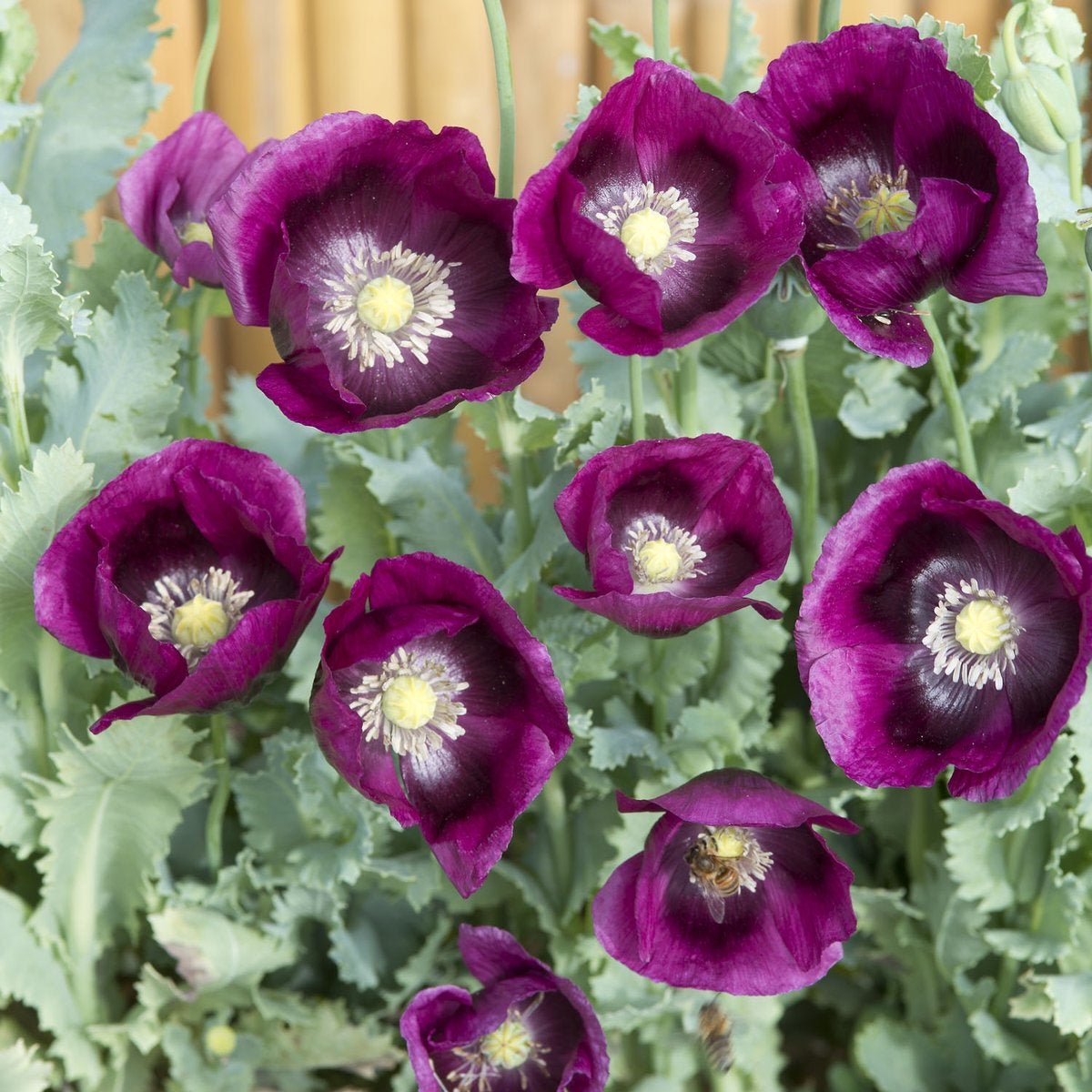 purple poppy flower seeds 500 Lauren's Grape Poppy Flower Seeds – New Hill Farms