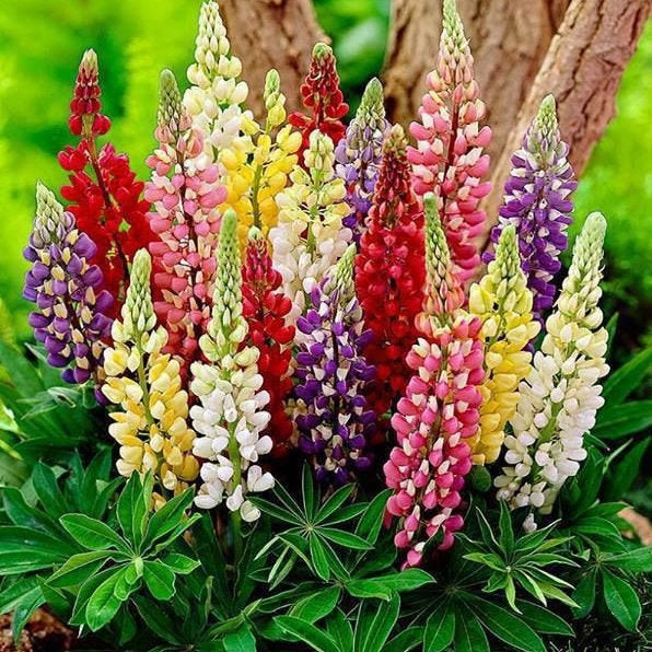 lupine flower from seed 100 Rainbow Mix Lupine Flower Seeds