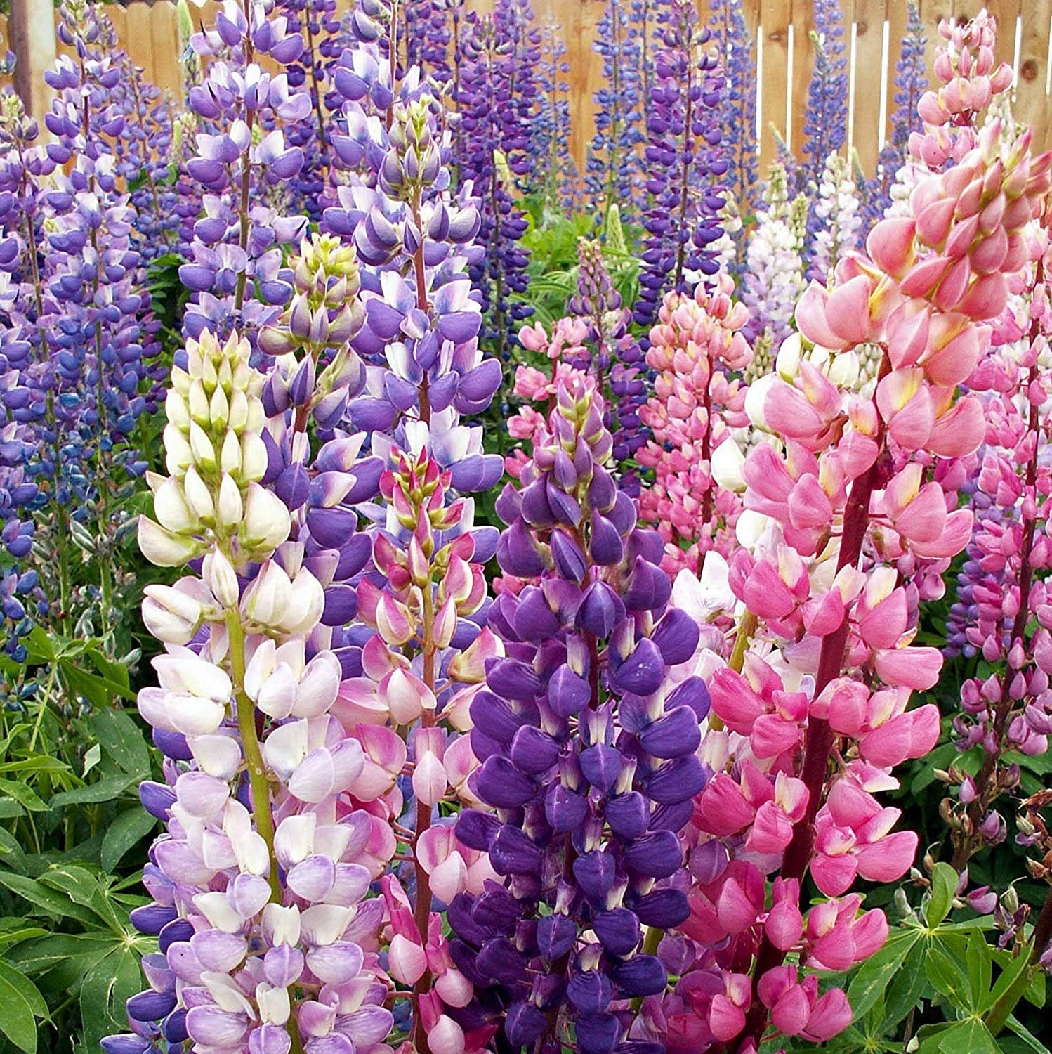 lupine plant seeds 100 Rainbow Mix Lupine Flower Seeds