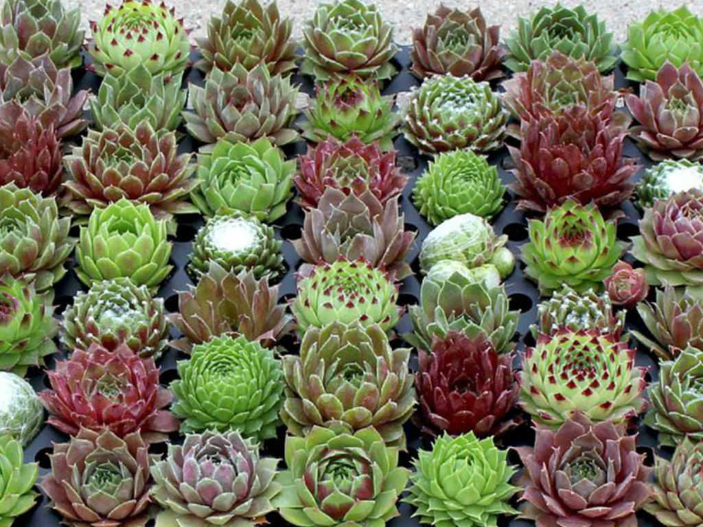 succulent flower seeds 50 Hippie Chicks Succulent Sempervivum Flower Seeds