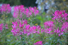Load image into Gallery viewer, 200 Cleome Cherry Queen Flower Seeds
