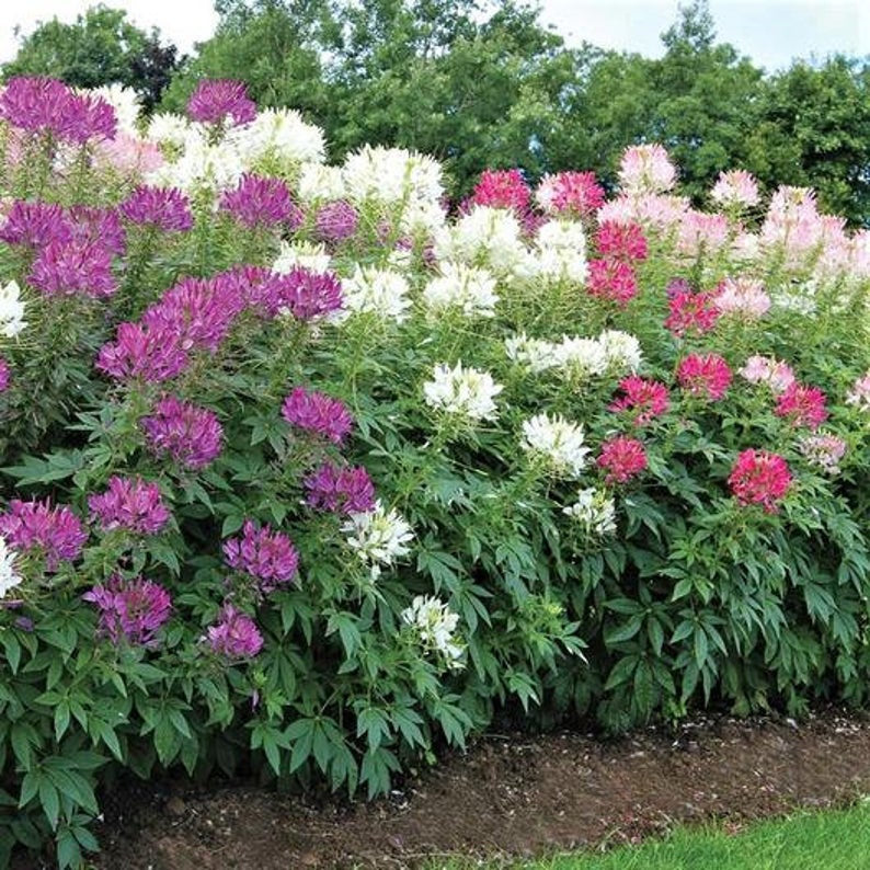 300 Cleome Queen Mixed Color Flower Seeds