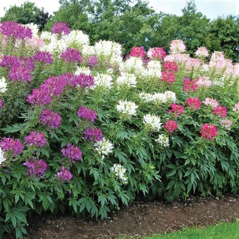 cleome rose queen seeds 300 Cleome Queen Mixed Color Flower Seeds