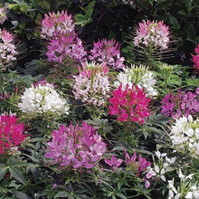 Load image into Gallery viewer, 300 Cleome Queen Mixed Color Flower Seeds
